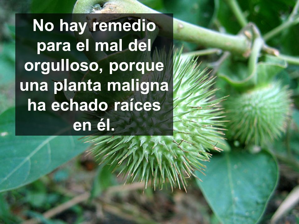 No hay remedio para el mal del orgulloso, porque una planta maligna ha echado raíces en él.