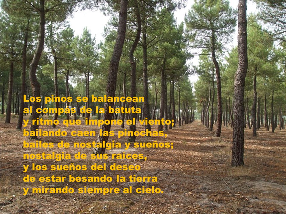 Los pinos se balancean al compás de la batuta. y ritmo que impone el viento; bailando caen las pinochas,