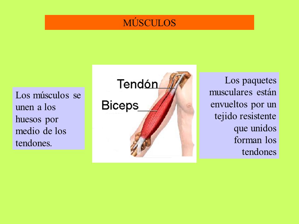 MÚSCULOS Los paquetes musculares están envueltos por un tejido resistente que unidos forman los tendones.