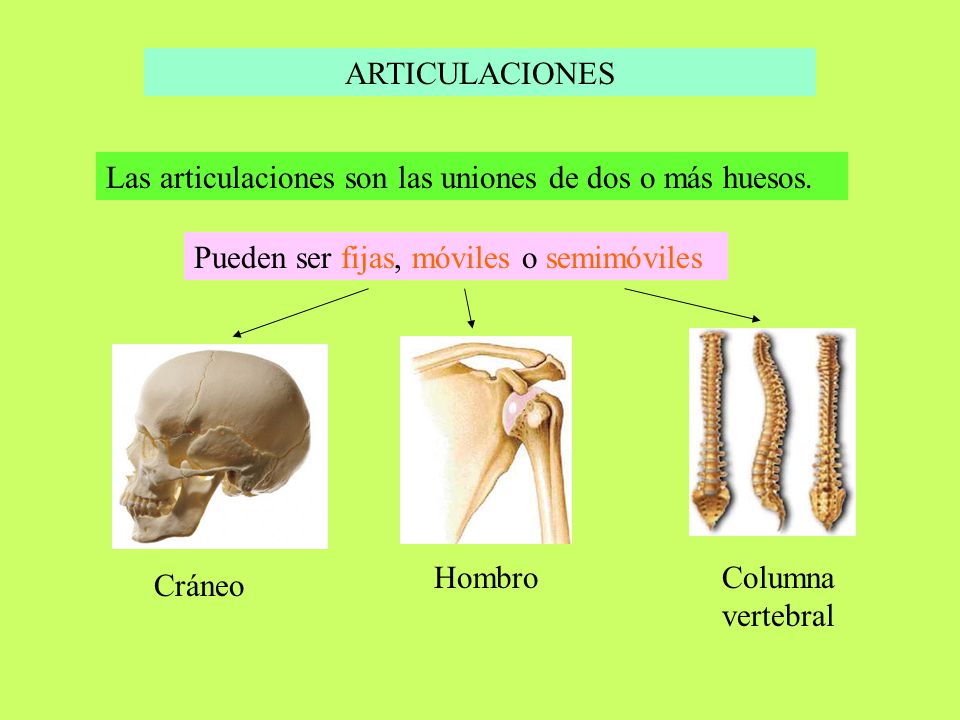 ARTICULACIONES Las articulaciones son las uniones de dos o más huesos. Pueden ser fijas, móviles o semimóviles.