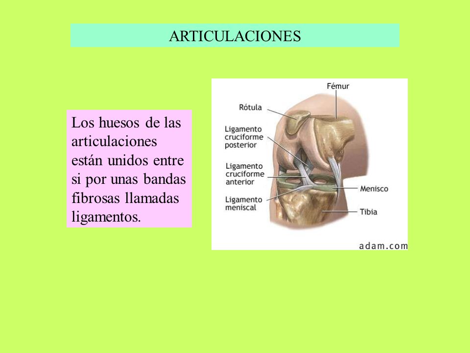 ARTICULACIONES Los huesos de las articulaciones están unidos entre si por unas bandas fibrosas llamadas ligamentos.