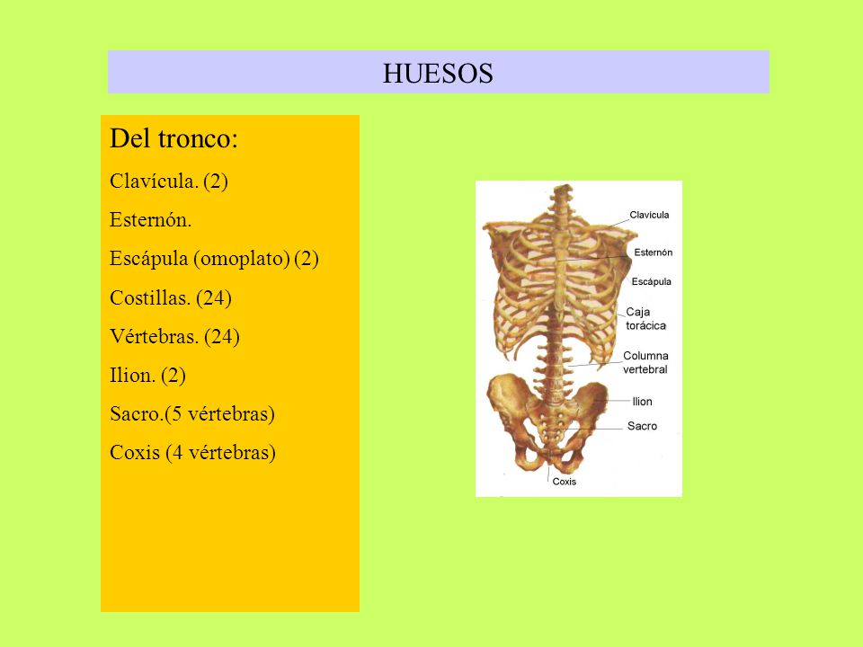 HUESOS Del tronco: Clavícula. (2) Esternón. Escápula (omoplato) (2)