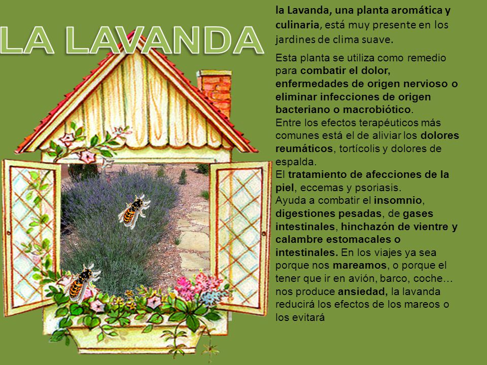la Lavanda, una planta aromática y culinaria, está muy presente en los jardines de clima suave.