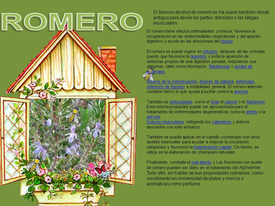 El famoso alcohol de romero se ha usado también desde antiguo para aliviar las partes doloridas o las fatigas