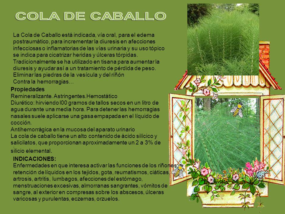 La Cola de Caballo está indicada, vía oral, para el edema postraumático, para incrementar la diuresis en afecciones infecciosas o inflamatorias de las vías urinaria y su uso tópico se indica para cicatrizar heridas y úlceras tórpidas.