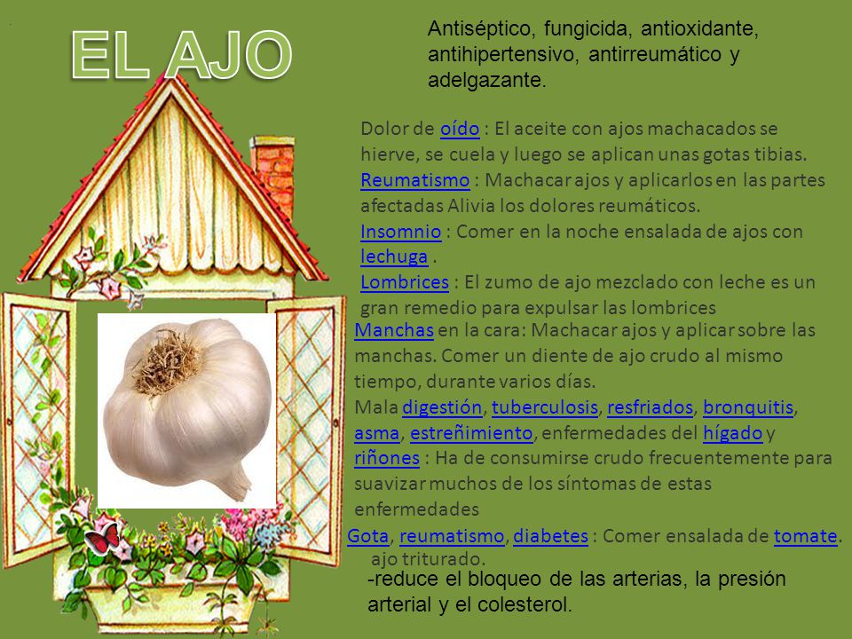 . EL AJO. Antiséptico, fungicida, antioxidante, antihipertensivo, antirreumático y adelgazante.