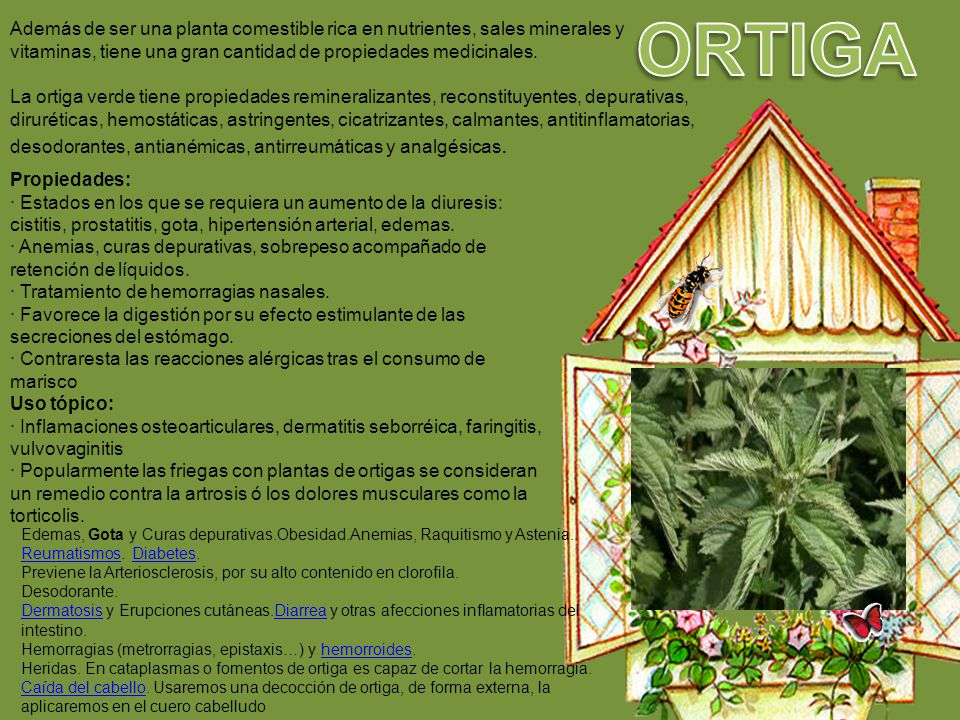 ORTIGA Además de ser una planta comestible rica en nutrientes, sales minerales y vitaminas, tiene una gran cantidad de propiedades medicinales.