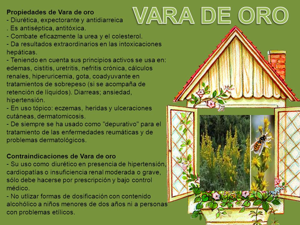 VARA DE ORO Propiedades de Vara de oro - Diurética, expectorante y antidiarreica.