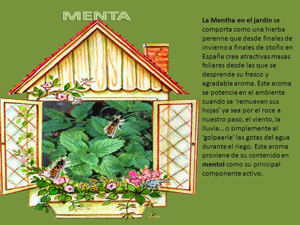 La Mentha en el jardín se comporta como una hierba perenne que desde finales de invierno a finales de otoño en España crea atractivas masas foliares desde las que se desprende su fresco y agradable aroma.