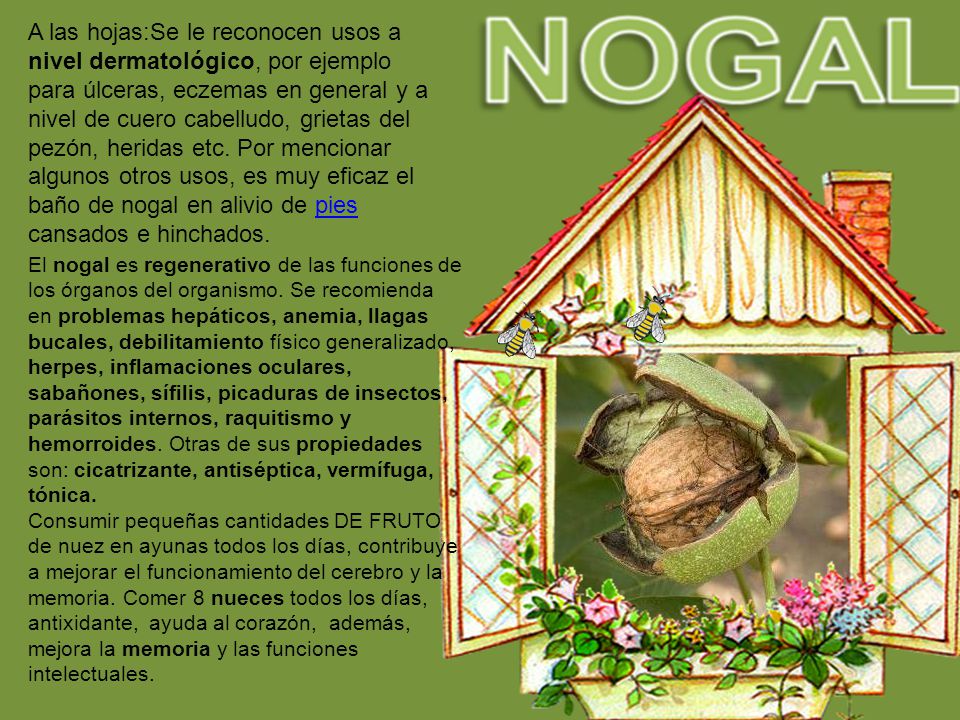 A las hojas:Se le reconocen usos a nivel dermatológico, por ejemplo para úlceras, eczemas en general y a nivel de cuero cabelludo, grietas del pezón, heridas etc. Por mencionar algunos otros usos, es muy eficaz el baño de nogal en alivio de pies cansados e hinchados.
