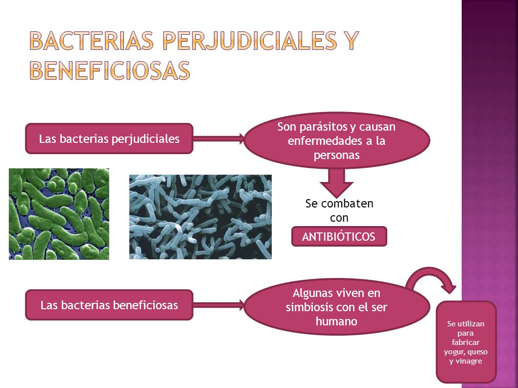Bacterias PERJUDICIALES Y BENEFICIOSAS