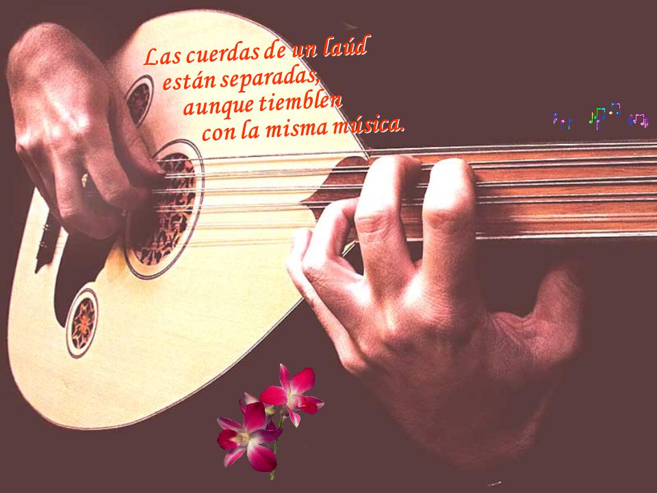 Las cuerdas de un laúd están separadas, aunque tiemblen con la misma música.