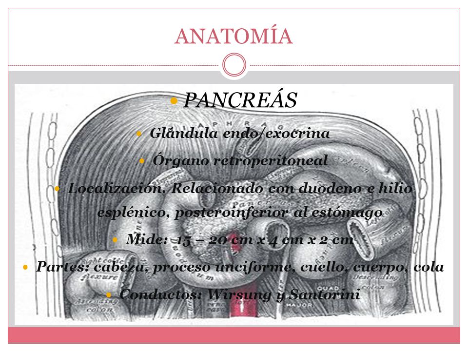 ANATOMÍA PANCREÁS Glándula endo/exocrina Órgano retroperitoneal