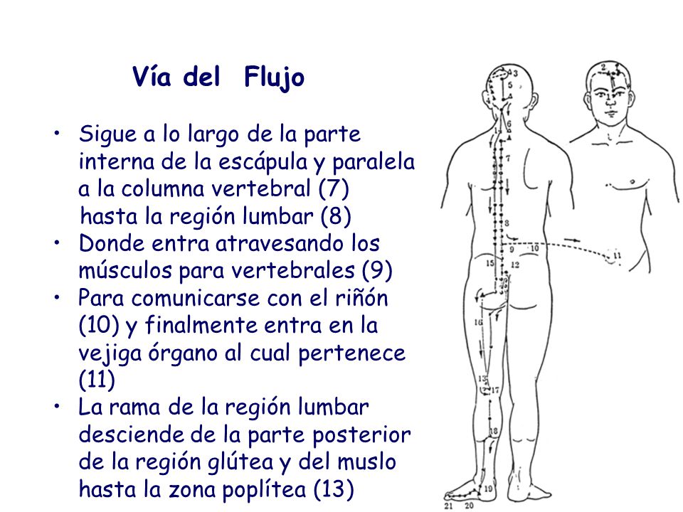 Vía del Flujo Sigue a lo largo de la parte interna de la escápula y paralela a la columna vertebral (7)