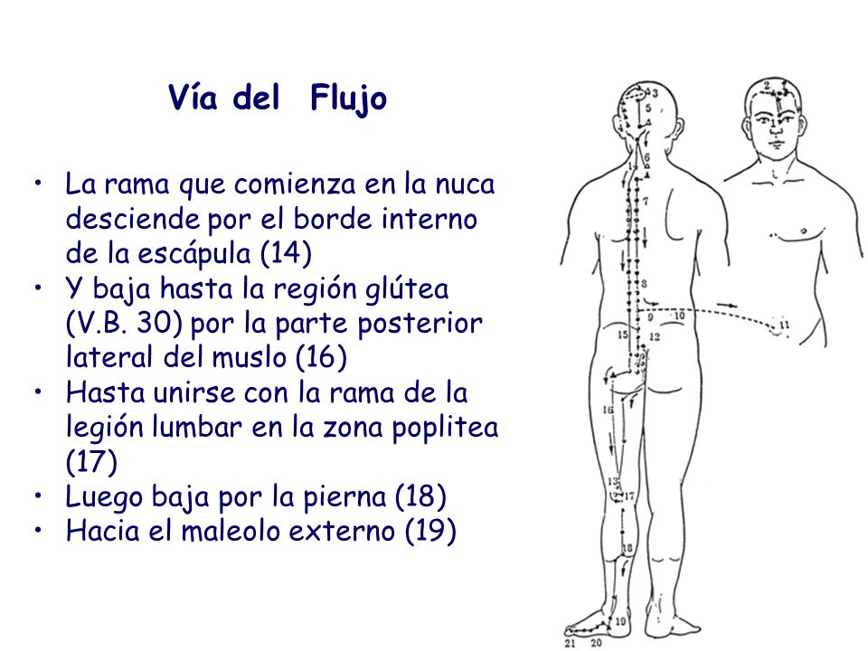 Vía del Flujo La rama que comienza en la nuca desciende por el borde interno de la escápula (14)