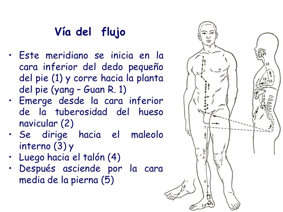 Vía del flujo Este meridiano se inicia en la cara inferior del dedo pequeño del pie (1) y corre hacia la planta del pie (yang – Guan R. 1)