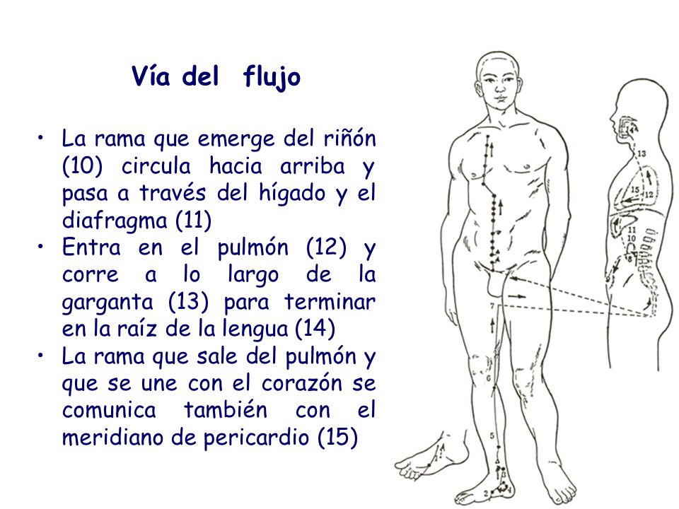 Vía del flujo La rama que emerge del riñón (10) circula hacia arriba y pasa a través del hígado y el diafragma (11)