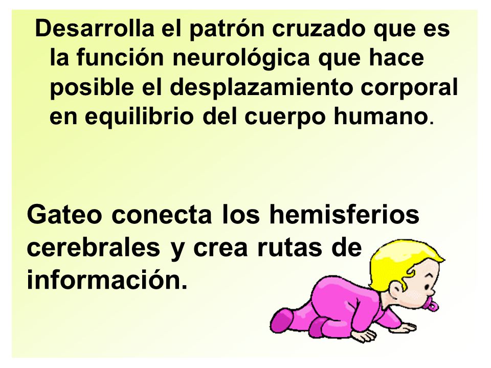 Gateo conecta los hemisferios cerebrales y crea rutas de información.