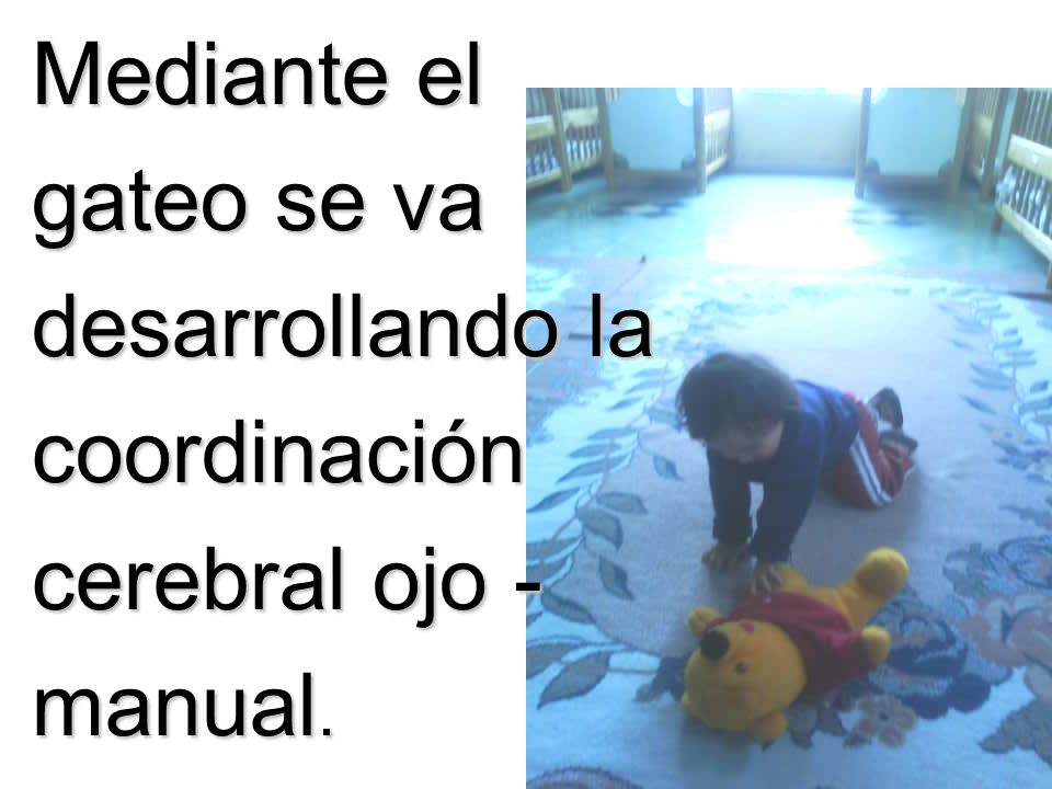 Mediante el gateo se va desarrollando la coordinación cerebral ojo - manual.