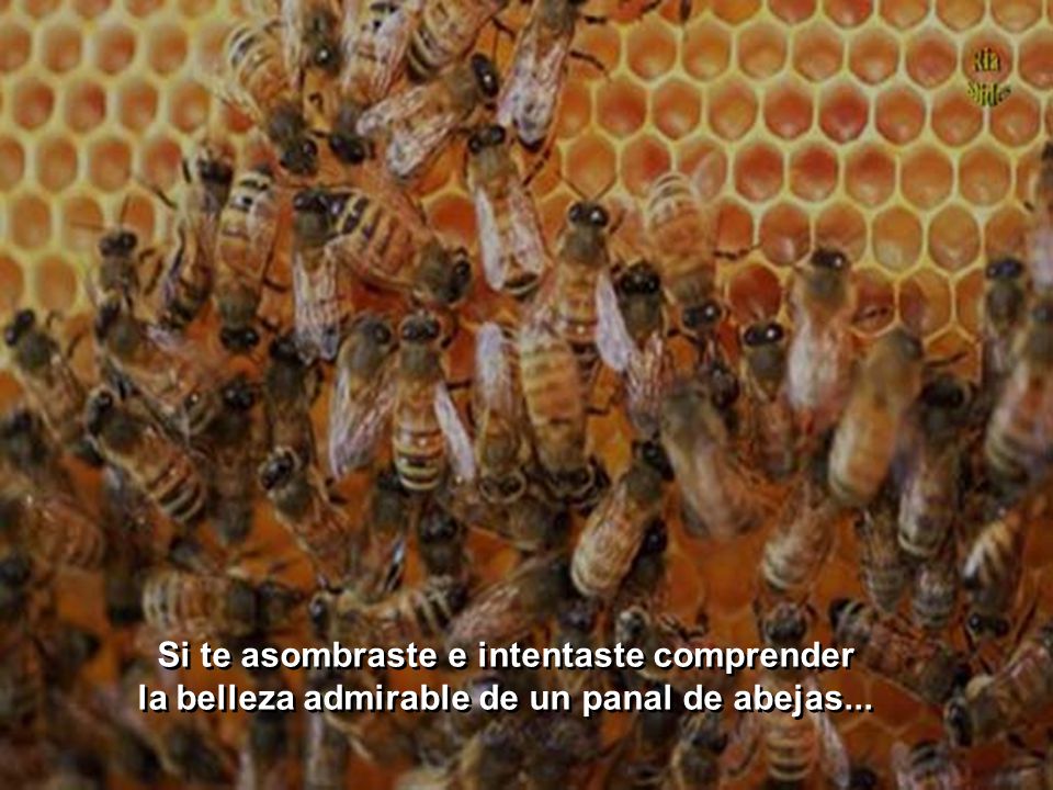 Si te asombraste e intentaste comprender la belleza admirable de un panal de abejas...