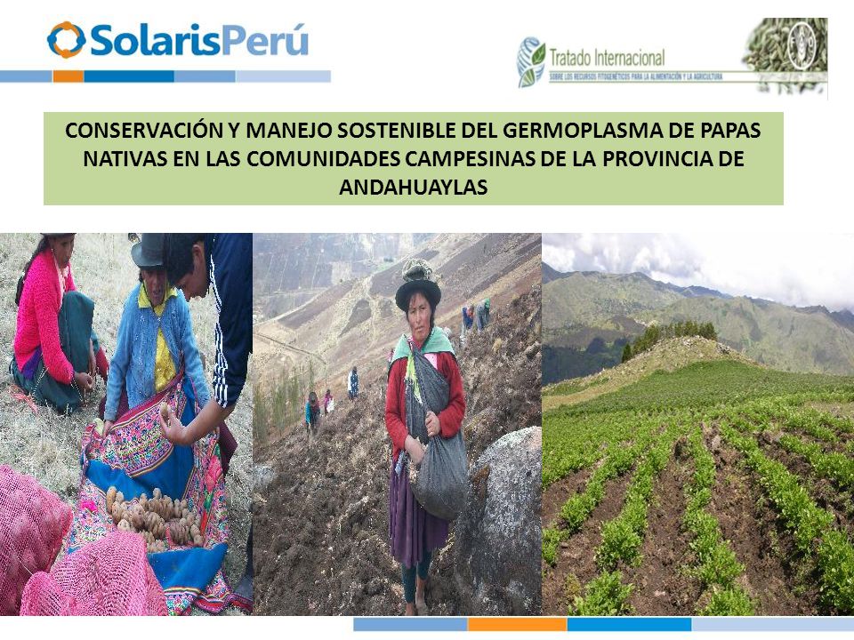 CONSERVACIÓN Y MANEJO SOSTENIBLE DEL GERMOPLASMA DE PAPAS NATIVAS EN LAS COMUNIDADES CAMPESINAS DE LA PROVINCIA DE ANDAHUAYLAS