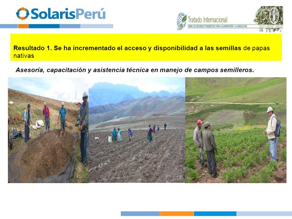 Resultado 1. Se ha incrementado el acceso y disponibilidad a las semillas de papas nativas