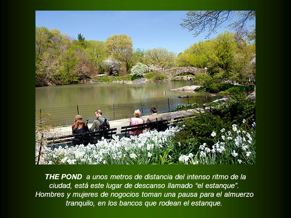 THE POND a unos metros de distancia del intenso ritmo de la ciudad, está este lugar de descanso llamado el estanque .