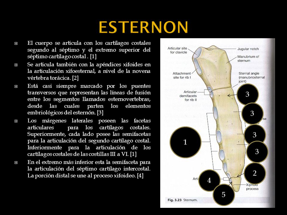 ESTERNON El cuerpo se articula con los cartílagos costales segundo al séptimo y el extremo superior del séptimo cartílago costal . [1]