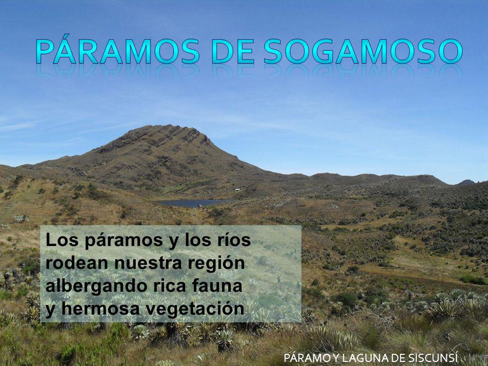 PÁRAMOS DE SOGAMOSO Los páramos y los ríos rodean nuestra región