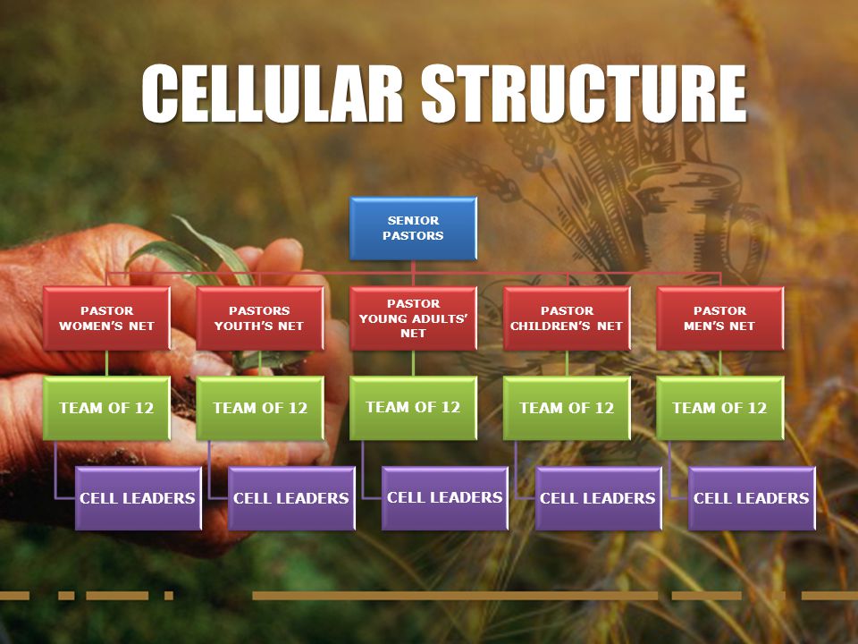 CELLULAR STRUCTURE TEAM OF 12 CELL LEADERS SENIOR PASTORS PASTOR