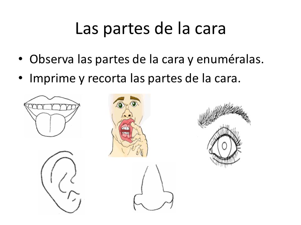 Las partes de la cara Observa las partes de la cara y enuméralas.