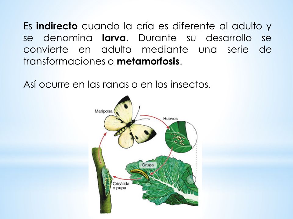 Es indirecto cuando la cría es diferente al adulto y se denomina larva
