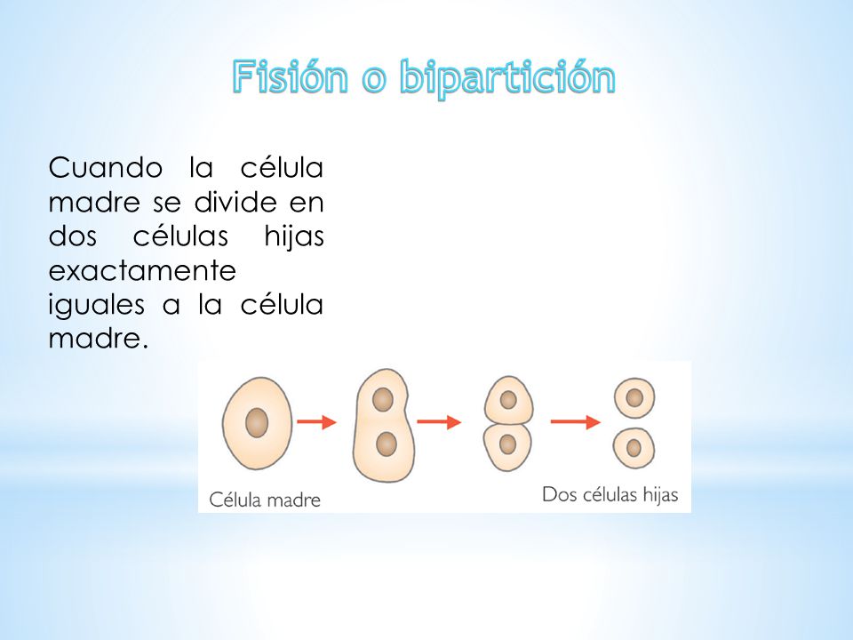 Fisión o bipartición Cuando la célula madre se divide en dos células hijas exactamente iguales a la célula madre.