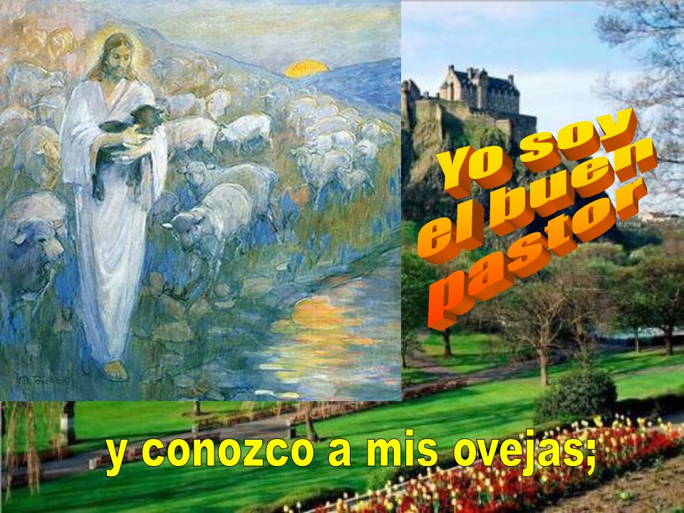 Yo soy el buen pastor y conozco a mis ovejas;