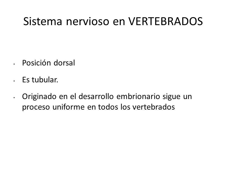 Sistema nervioso en VERTEBRADOS