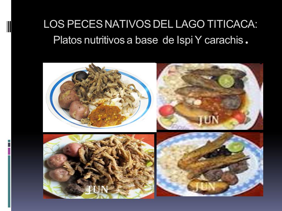 LOS PECES NATIVOS DEL LAGO TITICACA: Platos nutritivos a base de Ispi Y carachis.