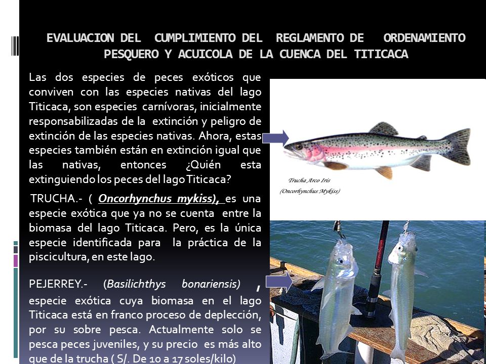 EVALUACION DEL CUMPLIMIENTO DEL REGLAMENTO DE ORDENAMIENTO PESQUERO Y ACUICOLA DE LA CUENCA DEL TITICACA