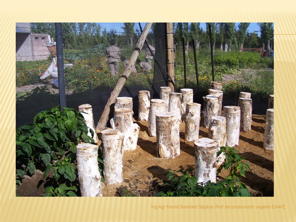 Ing Agr María Soledad Gajdos- Prof de producción vegetal EAAVE