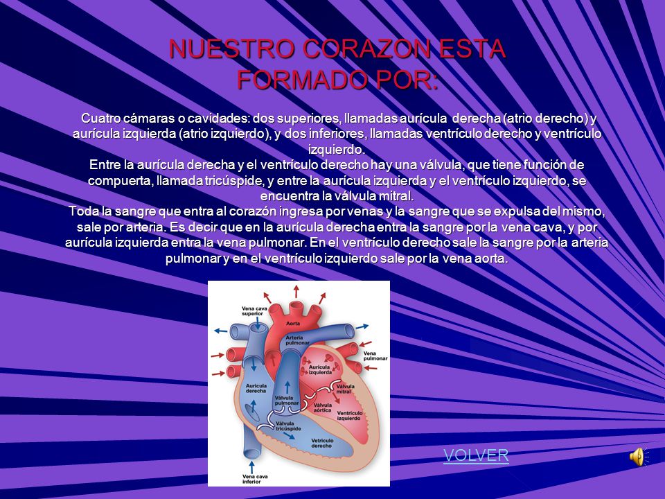 NUESTRO CORAZON ESTA FORMADO POR: Cuatro cámaras o cavidades: dos superiores, llamadas aurícula derecha (atrio derecho) y aurícula izquierda (atrio izquierdo), y dos inferiores, llamadas ventrículo derecho y ventrículo izquierdo. Entre la aurícula derecha y el ventrículo derecho hay una válvula, que tiene función de compuerta, llamada tricúspide, y entre la aurícula izquierda y el ventrículo izquierdo, se encuentra la válvula mitral. Toda la sangre que entra al corazón ingresa por venas y la sangre que se expulsa del mismo, sale por arteria. Es decir que en la aurícula derecha entra la sangre por la vena cava, y por aurícula izquierda entra la vena pulmonar. En el ventrículo derecho sale la sangre por la arteria pulmonar y en el ventrículo izquierdo sale por la vena aorta.