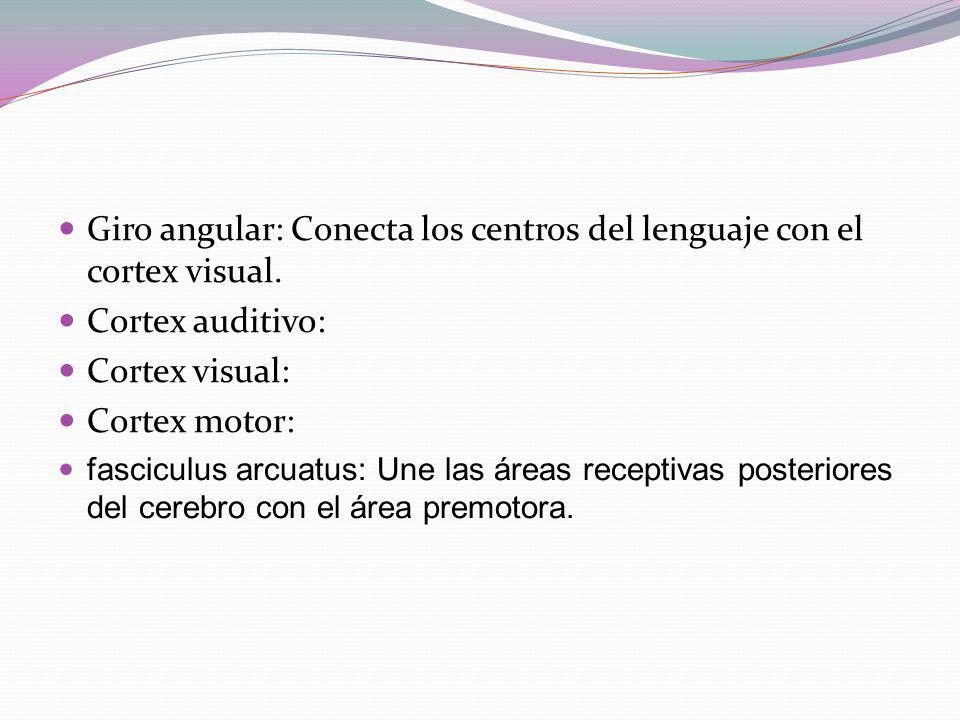 Giro angular: Conecta los centros del lenguaje con el cortex visual.