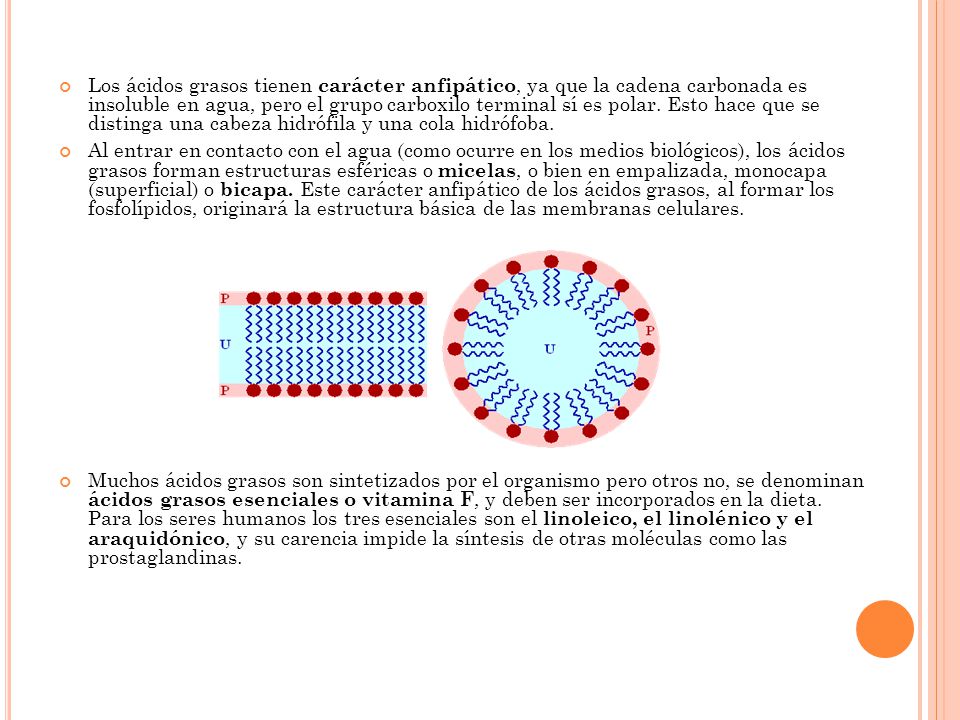 Los ácidos grasos tienen carácter anfipático, ya que la cadena carbonada es insoluble en agua, pero el grupo carboxilo terminal sí es polar. Esto hace que se distinga una cabeza hidrófila y una cola hidrófoba.