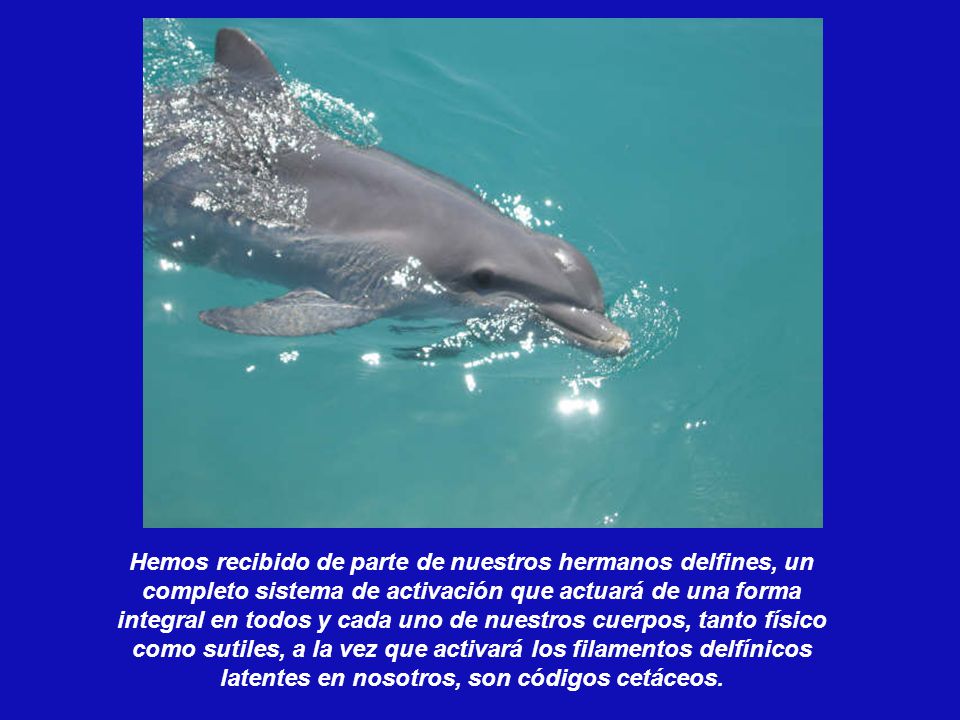 Hemos recibido de parte de nuestros hermanos delfines, un completo sistema de activación que actuará de una forma integral en todos y cada uno de nuestros cuerpos, tanto físico como sutiles, a la vez que activará los filamentos delfínicos latentes en nosotros, son códigos cetáceos.