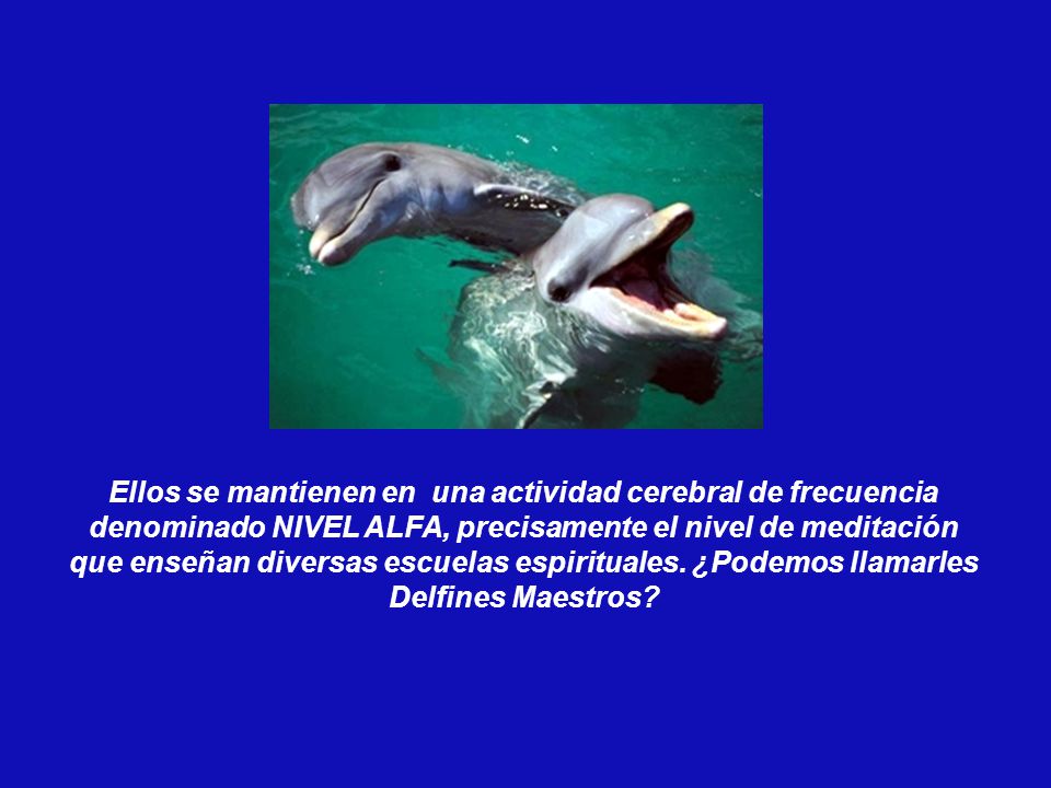 Ellos se mantienen en una actividad cerebral de frecuencia denominado NIVEL ALFA, precisamente el nivel de meditación que enseñan diversas escuelas espirituales.