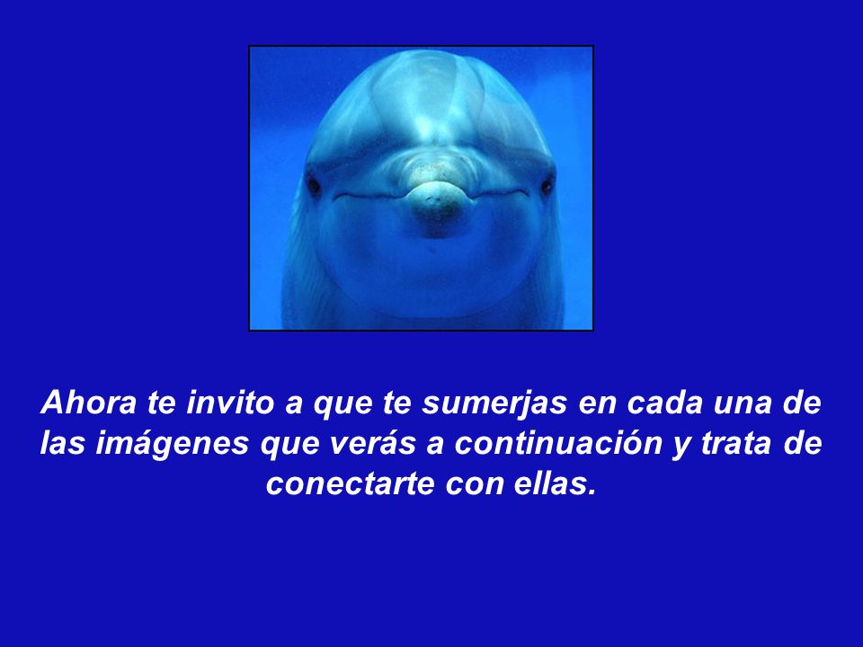 Ahora te invito a que te sumerjas en cada una de las imágenes que verás a continuación y trata de conectarte con ellas.