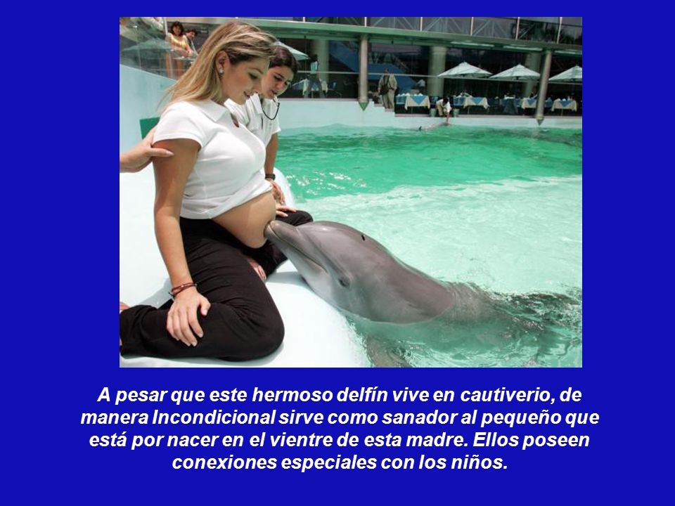 A pesar que este hermoso delfín vive en cautiverio, de manera Incondicional sirve como sanador al pequeño que está por nacer en el vientre de esta madre.