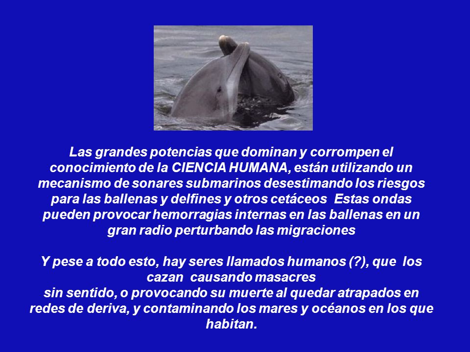 Las grandes potencias que dominan y corrompen el conocimiento de la CIENCIA HUMANA, están utilizando un mecanismo de sonares submarinos desestimando los riesgos para las ballenas y delfines y otros cetáceos Estas ondas pueden provocar hemorragias internas en las ballenas en un gran radio perturbando las migraciones