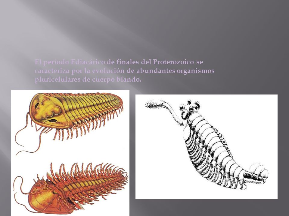 El período Ediacárico de finales del Proterozoico se caracteriza por la evolución de abundantes organismos pluricelulares de cuerpo blando.