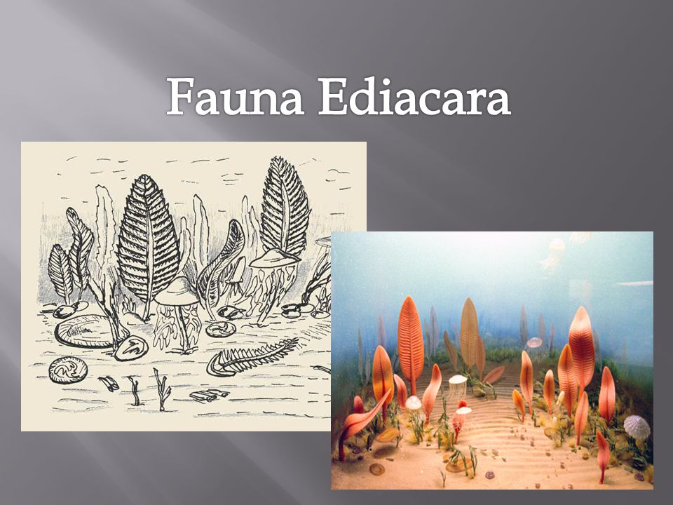 Fauna Ediacara