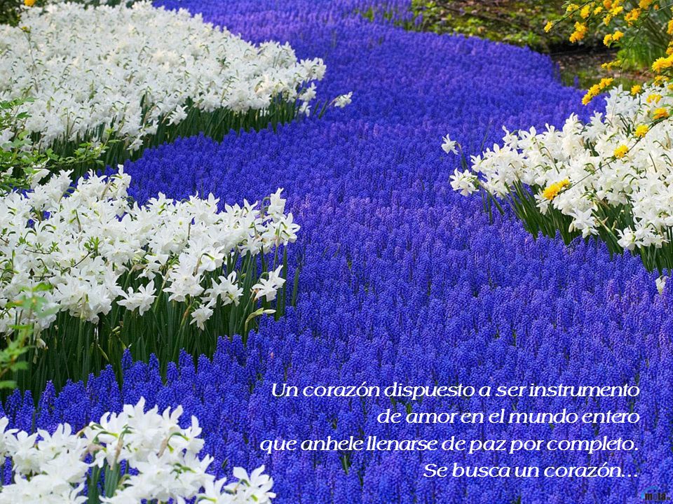 Un corazón dispuesto a ser instrumento de amor en el mundo entero que anhele llenarse de paz por completo.