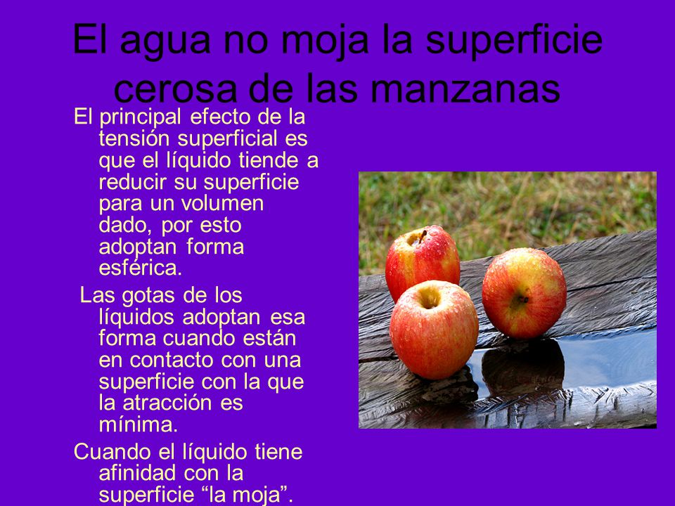 El agua no moja la superficie cerosa de las manzanas